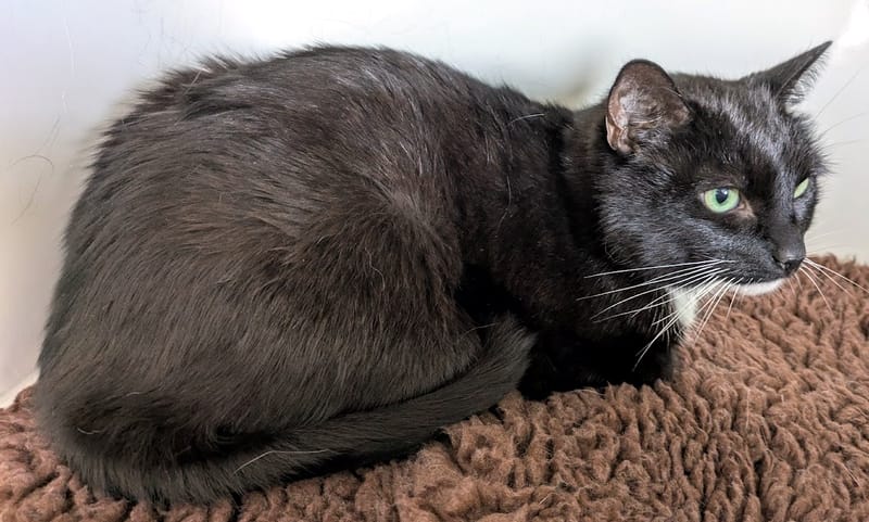 Mittens the cat