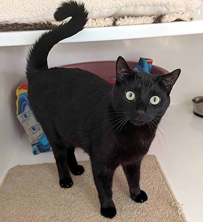 Scrim the cat