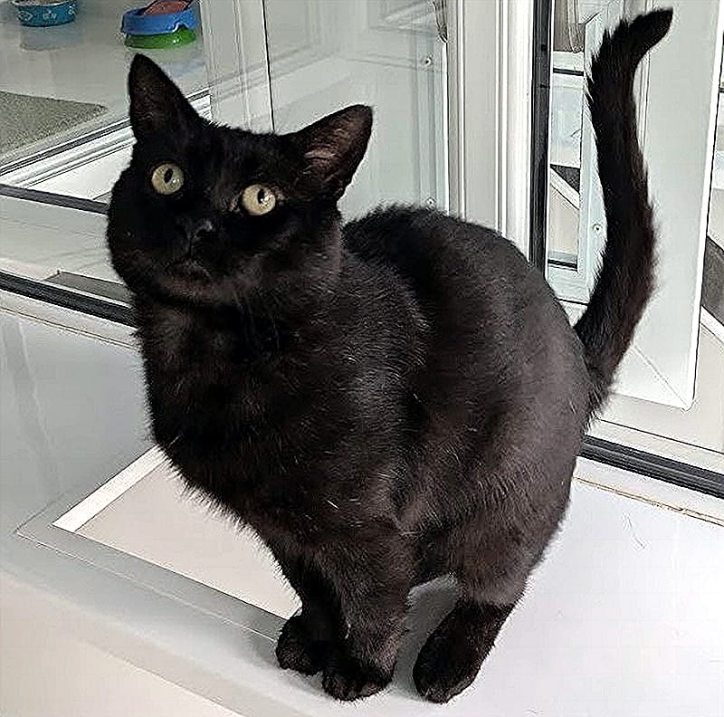 Ziggy the cat