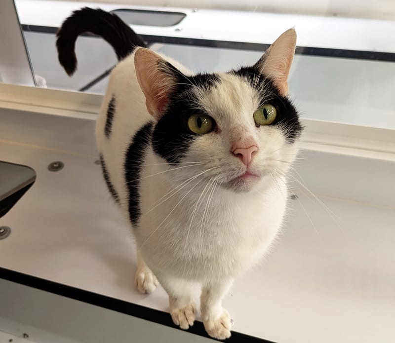Bandit the cat