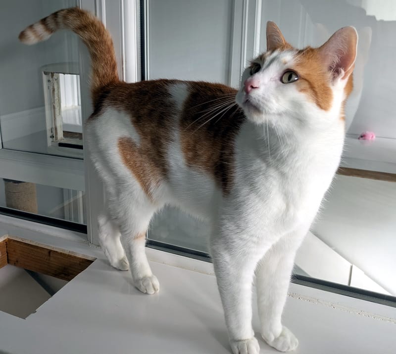 Georgie the cat