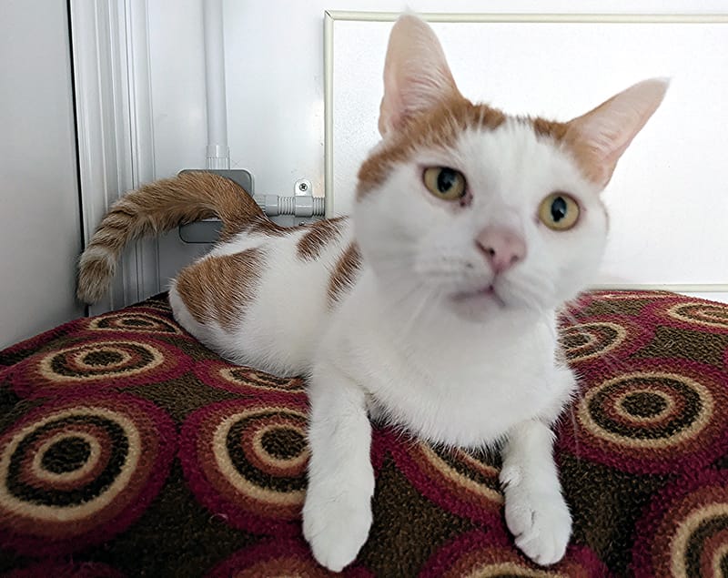 Hector the cat