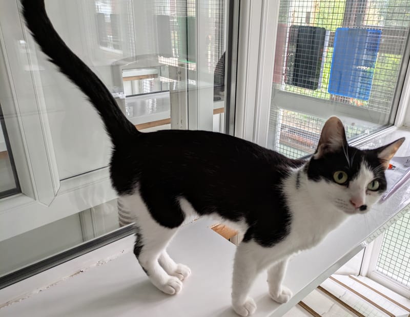 Panda the cat