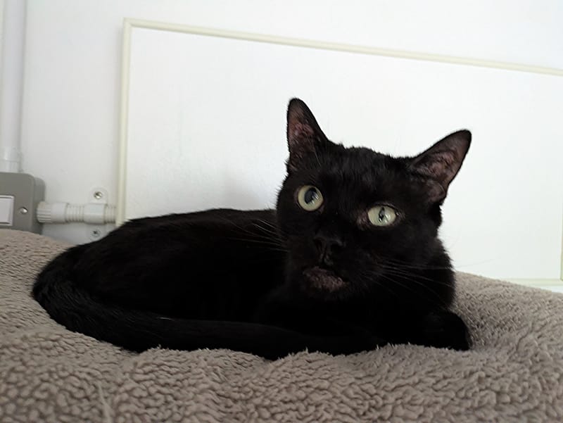 Pepper the cat