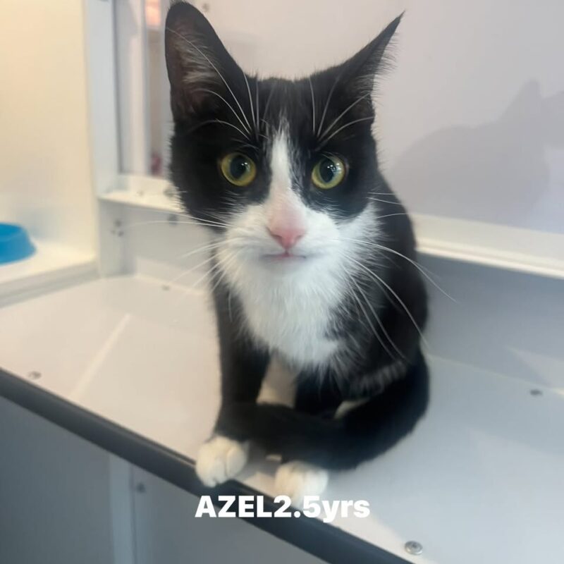 Azel the cat