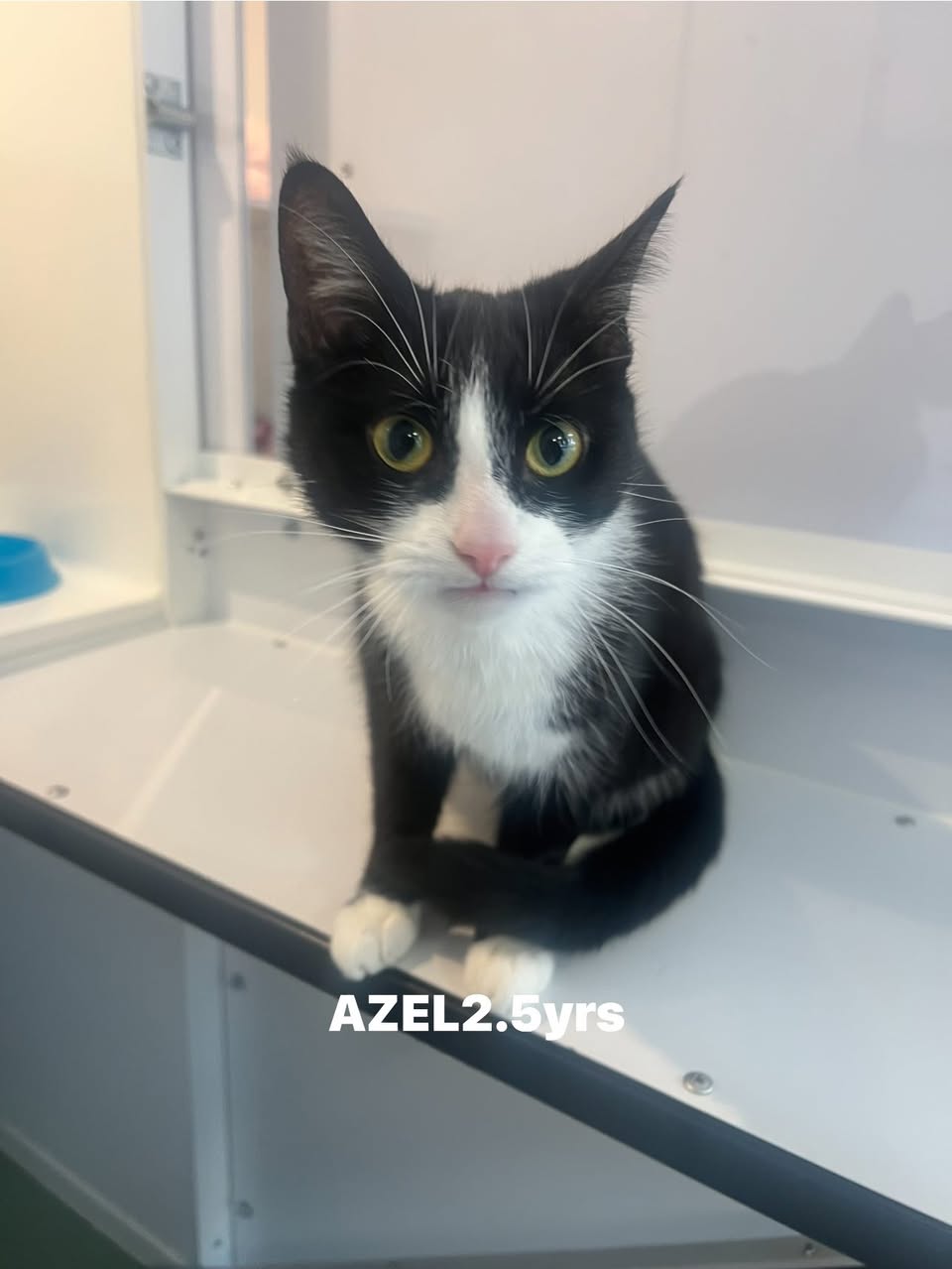 Azel the cat
