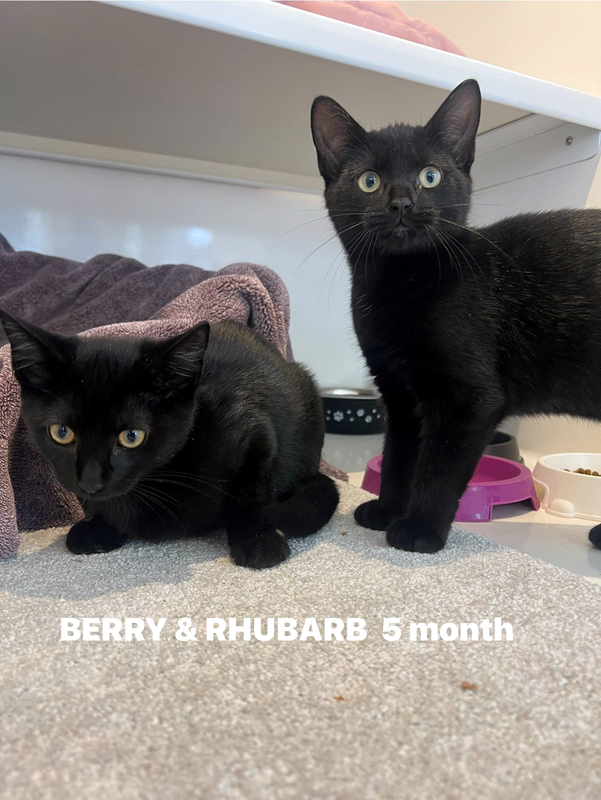 Berry & Rhubarb