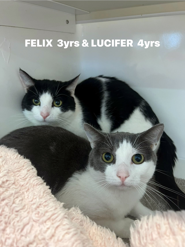 Felix and Lucifer