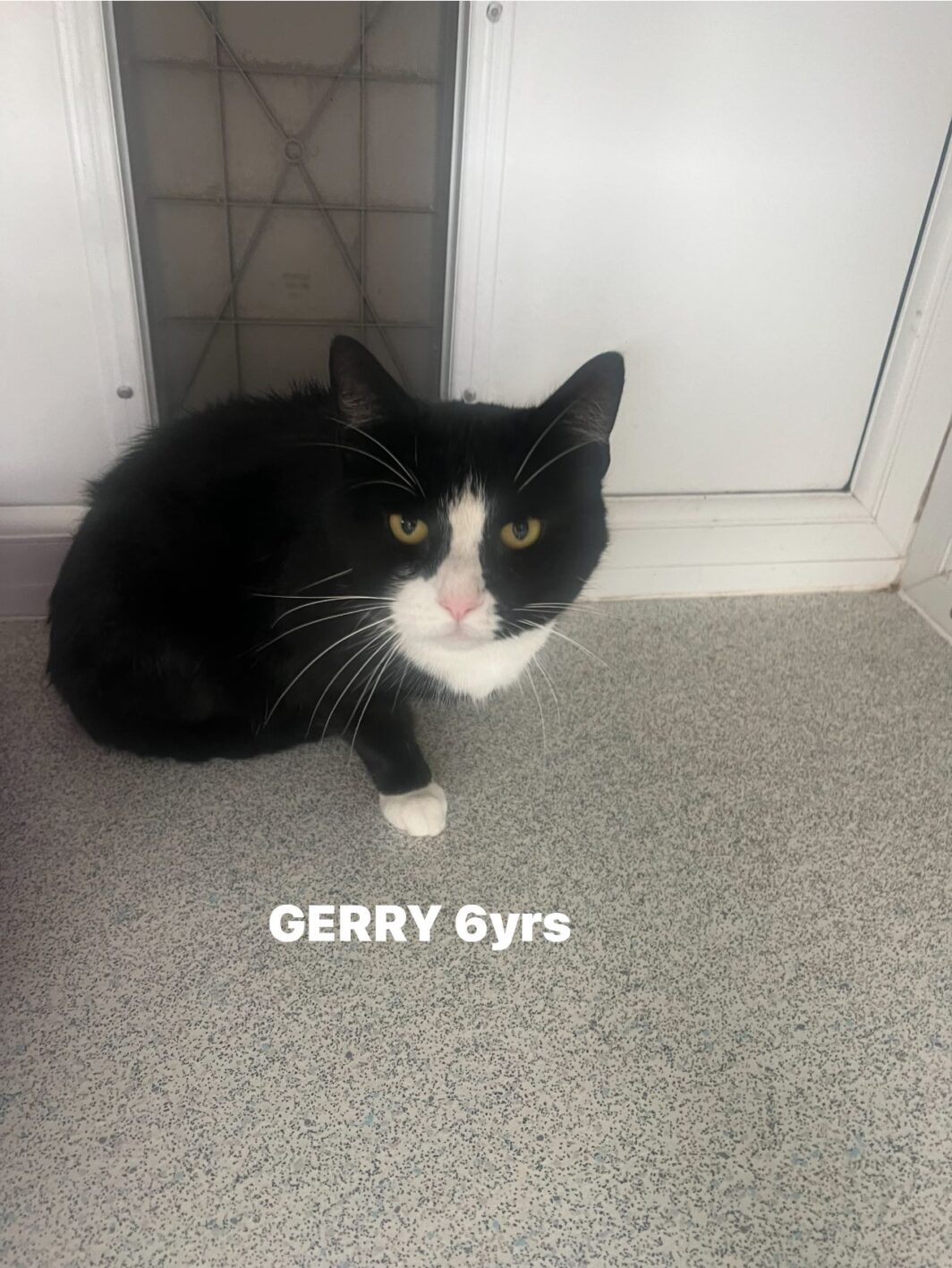 Gerry the cat