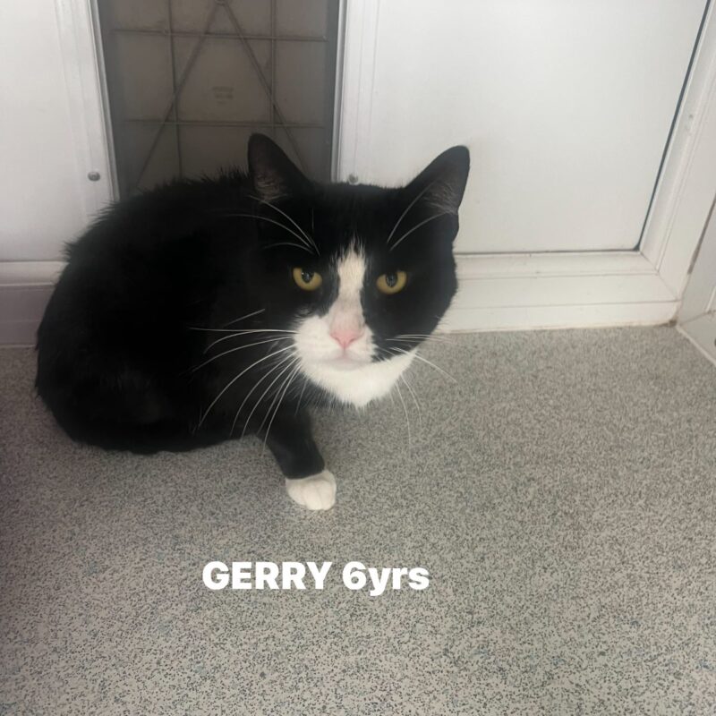 Gerry the cat