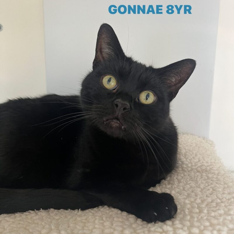 Gonnae the cat