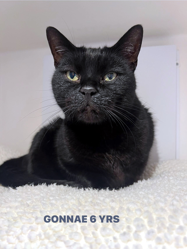 Gonnae the cat