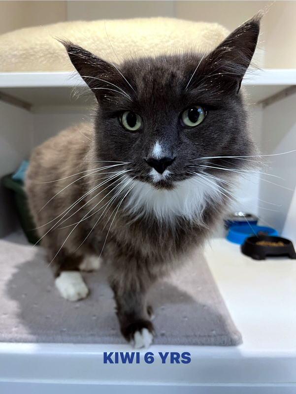 Kiwi the cat
