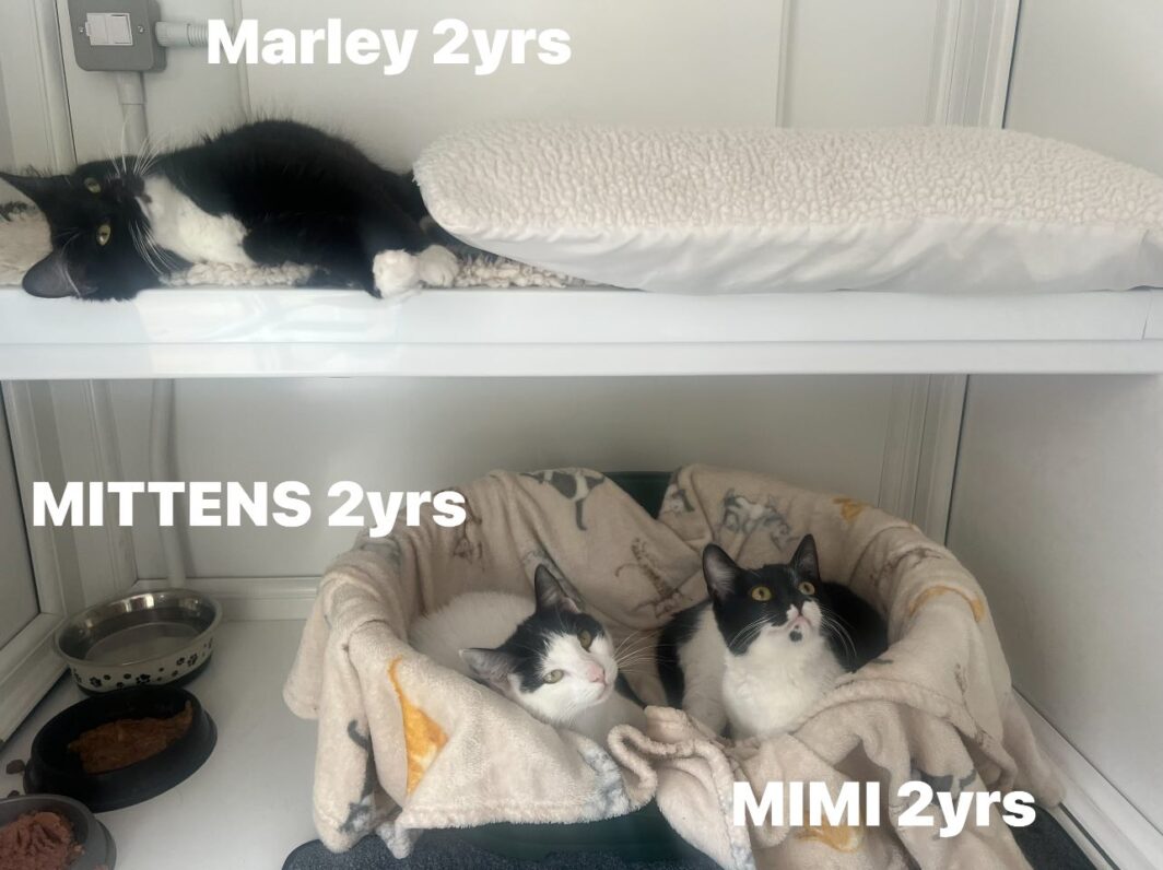 Marley, Mittens and Mimi, three lovely cats