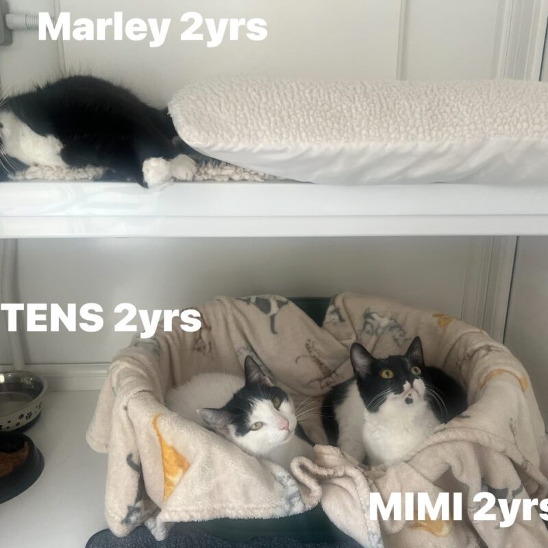 Marley, Mittens and Mimi, three lovely cats
