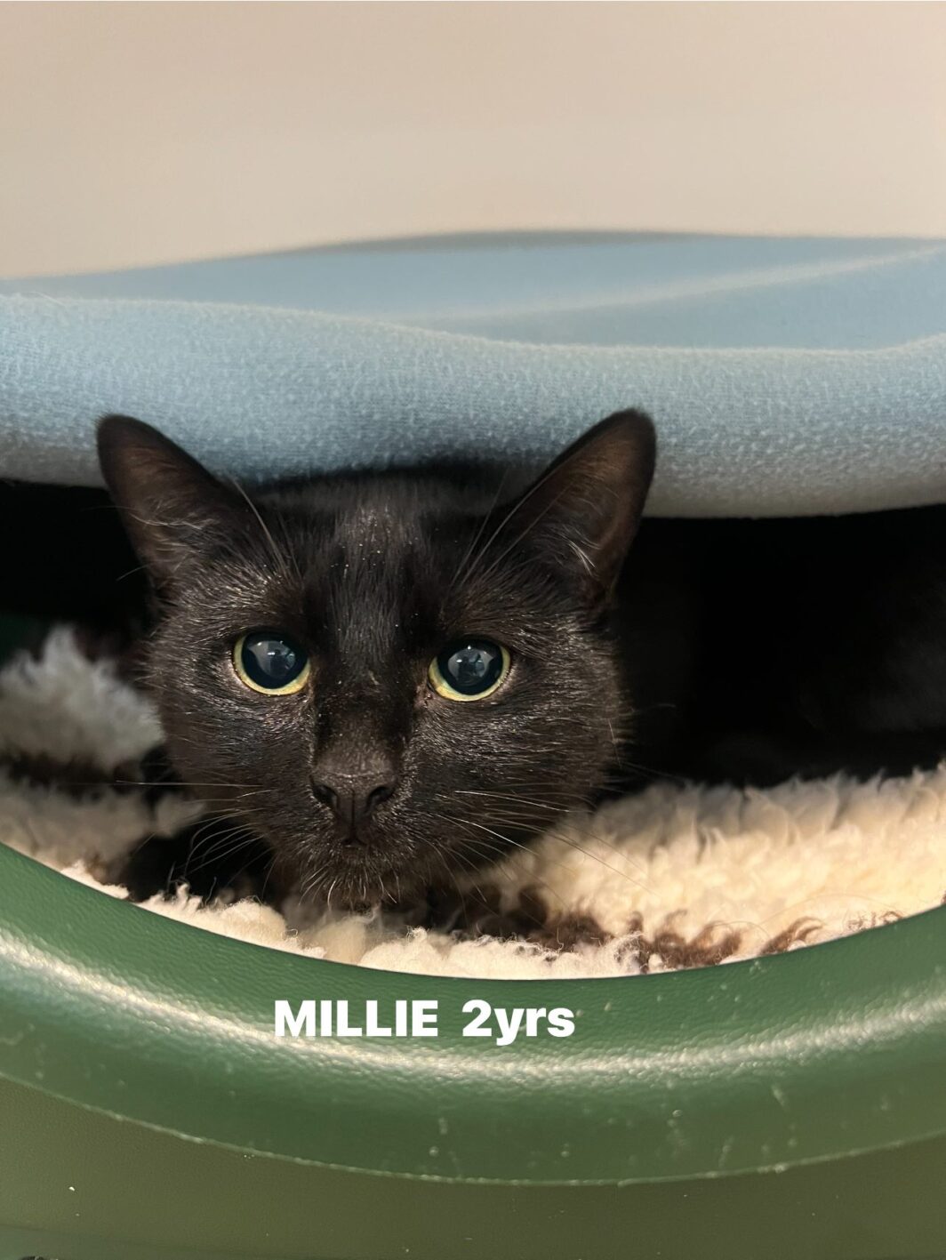 Millie the cat