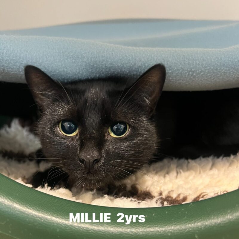 Millie the cat