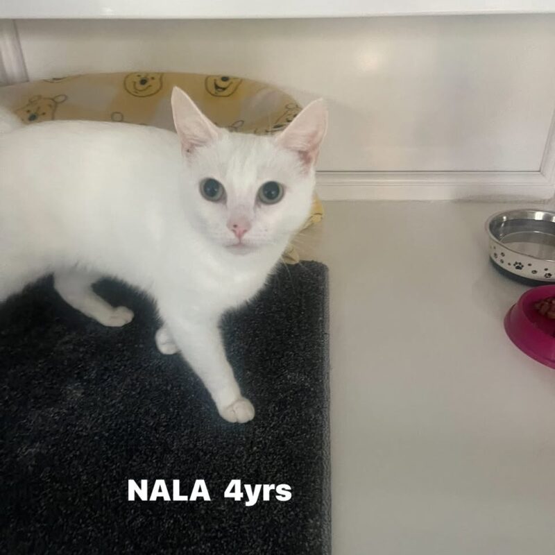Nala the cat