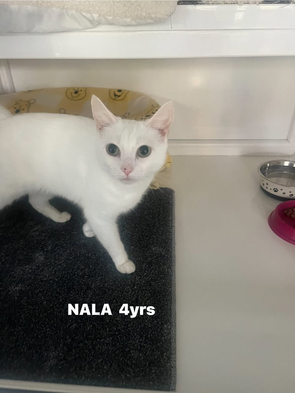 Nala the cat