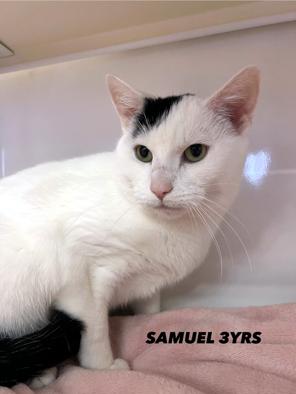 Samuel the cat