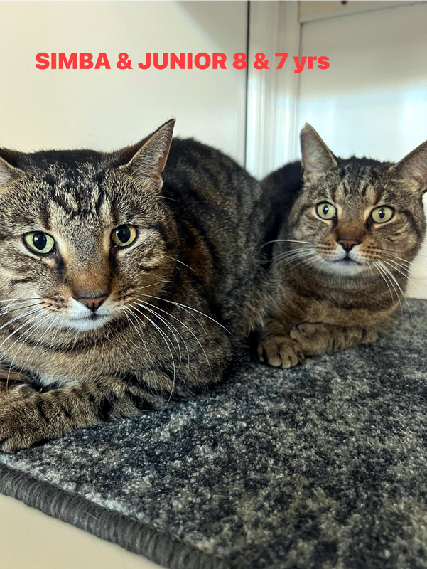 Simba and Junior, two lovely tabby cboys