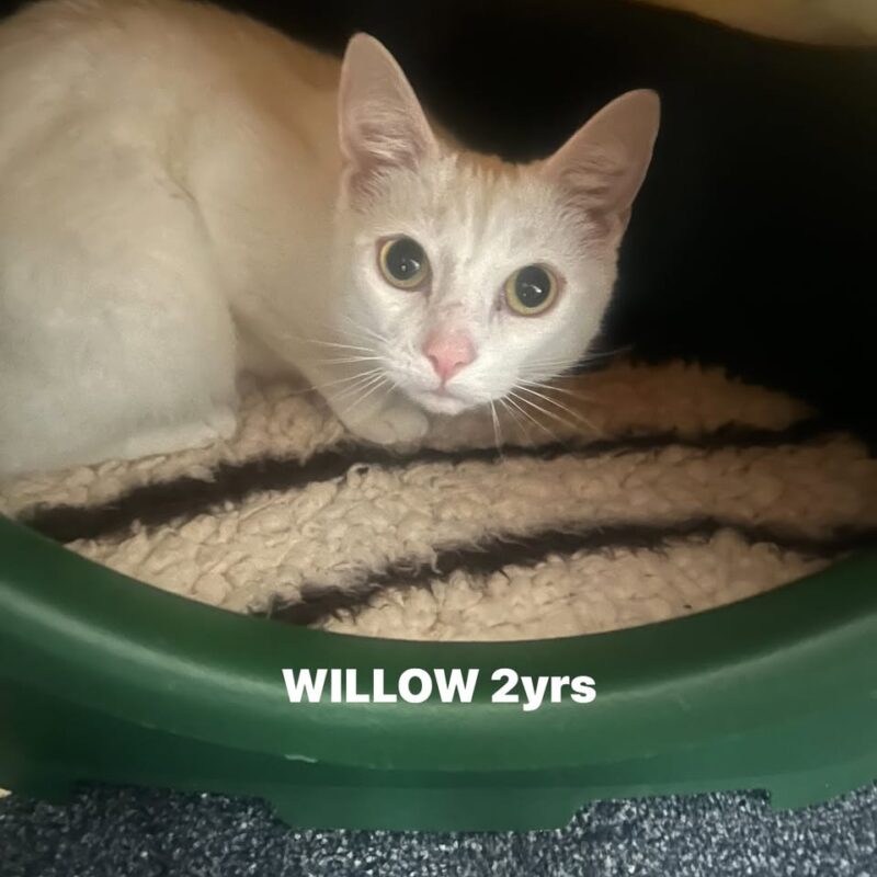 Willow the cat