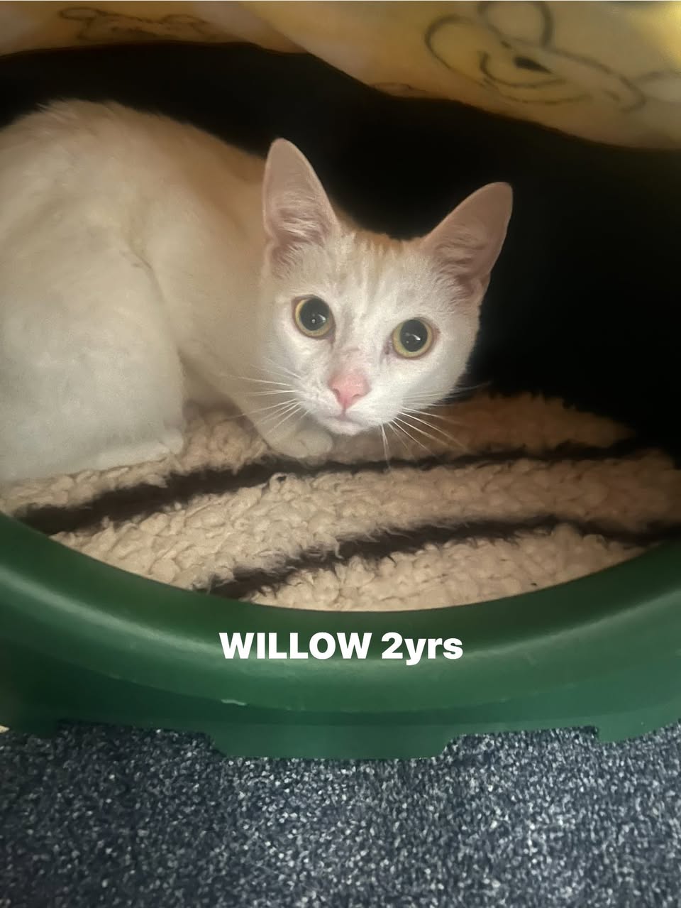 Willow the cat