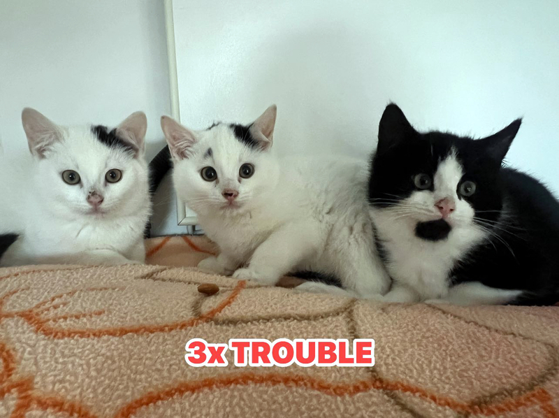 Jay, John & Jock - three kittens