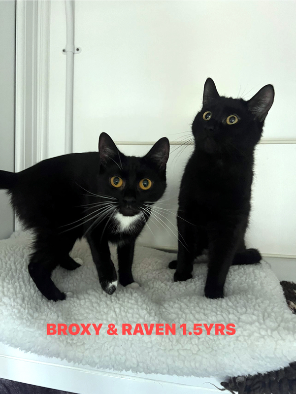 Broxy and Raven, two lovely cats