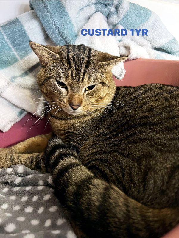 Custard the cat