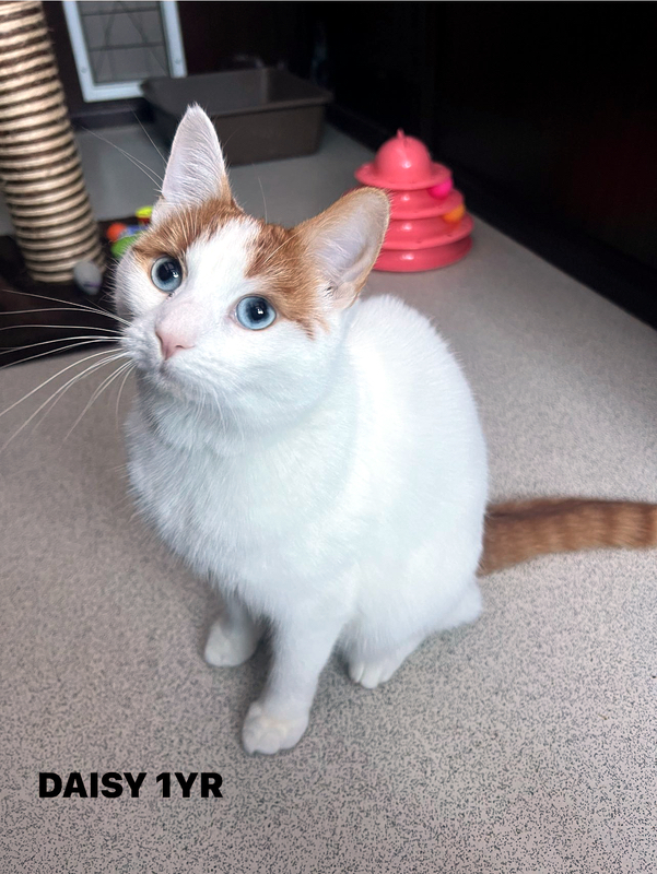 Daisy the cat