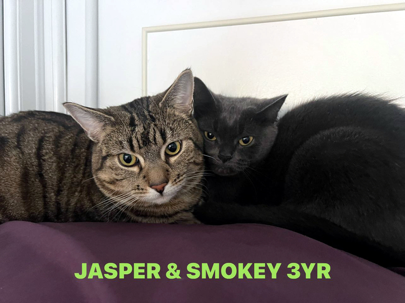 Jasper and Smokey, two lovely cats