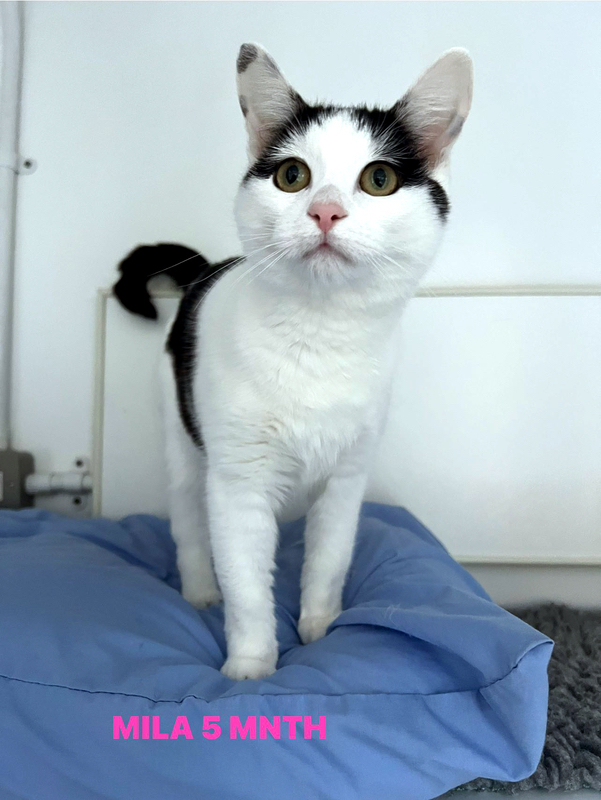 Mila the cat