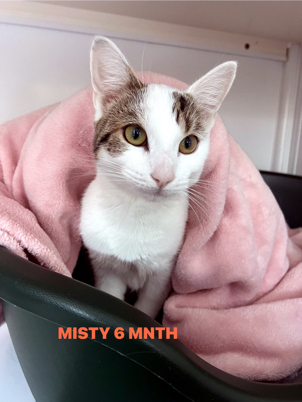 Misty the cat