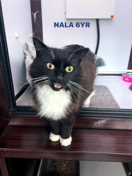 Nala the cat