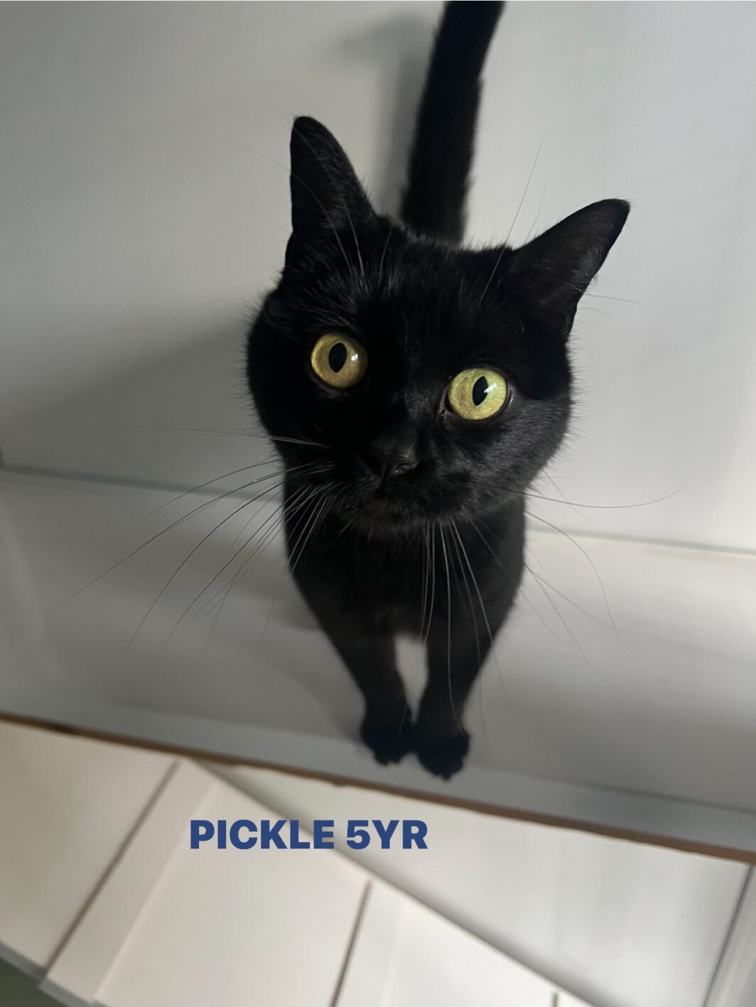 Pickle the cat