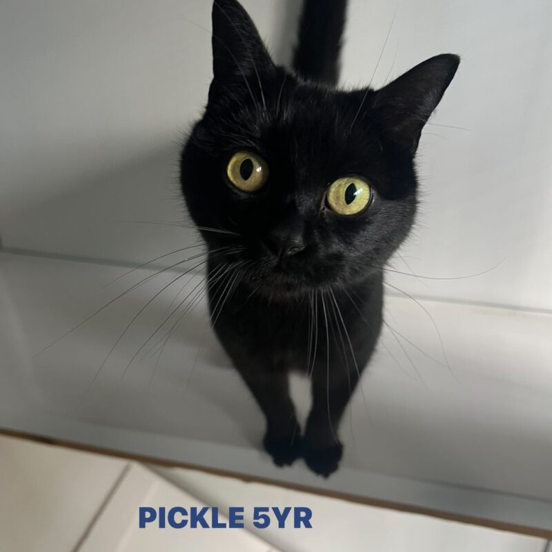Pickle the cat