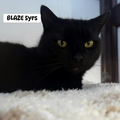 Blaze the cat