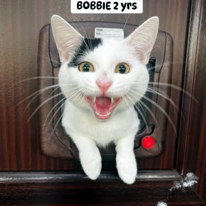 Bobbie the cat