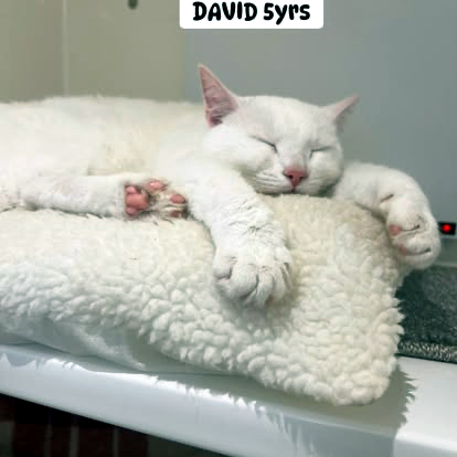 David the cat