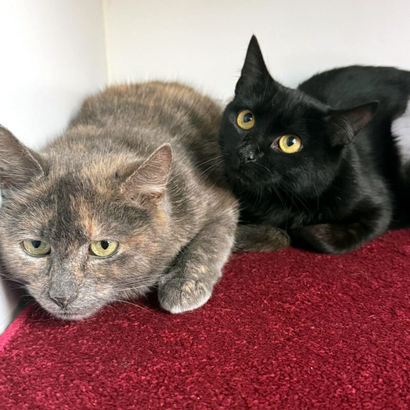 Dusty and Lizzy, two timid cats