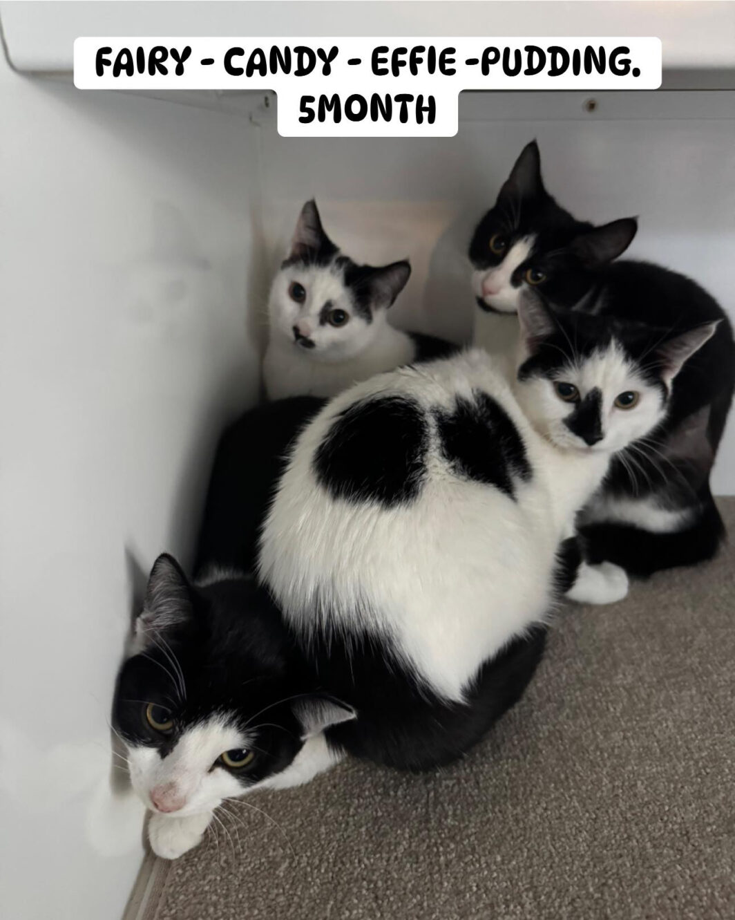 Four white and blacks