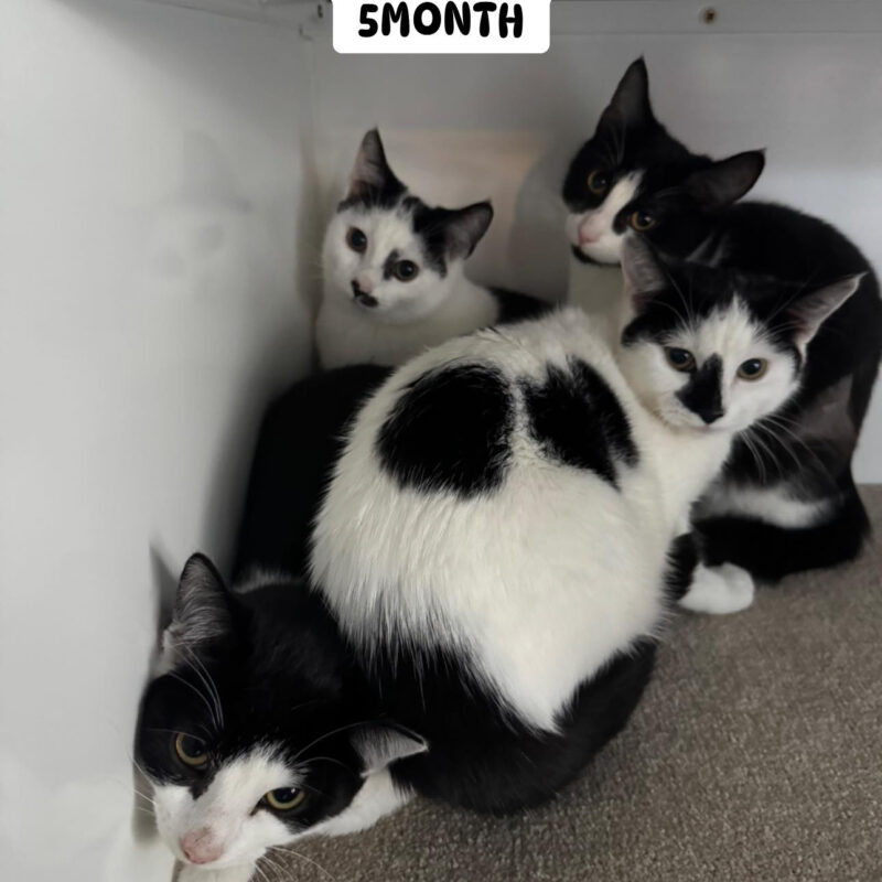 Four white and blacks