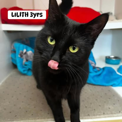 Lilith the cat