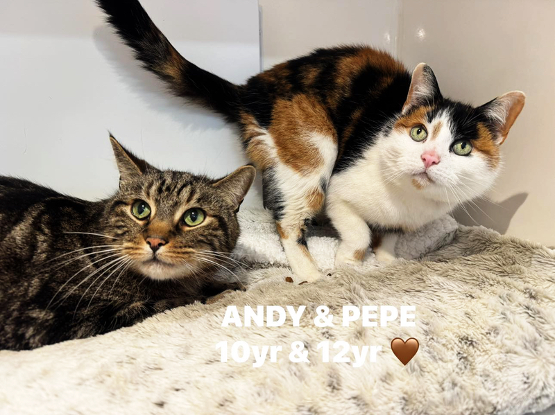 Andy and Pepe, two beautiful cats