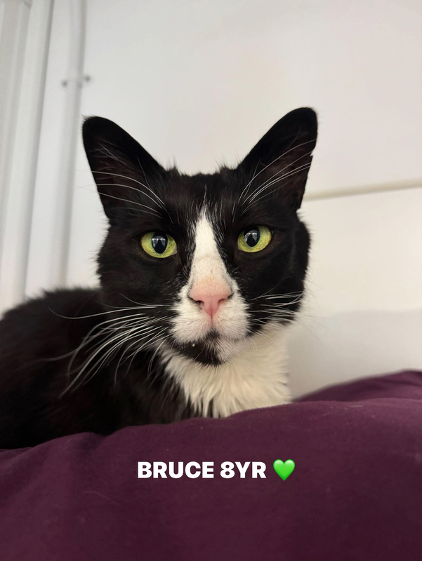 Bruce the cat