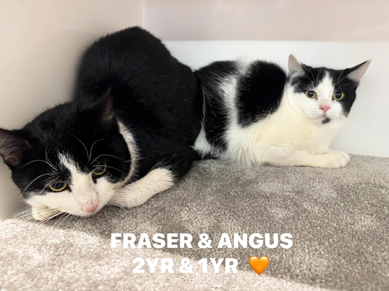 Fraser and Angus, two lovely cats.