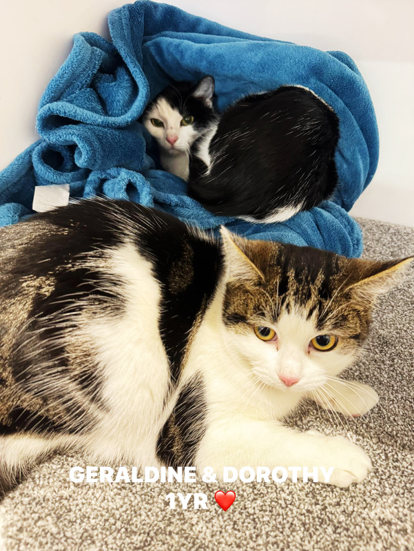 Geraldine and Dorothy, two lovely cats.