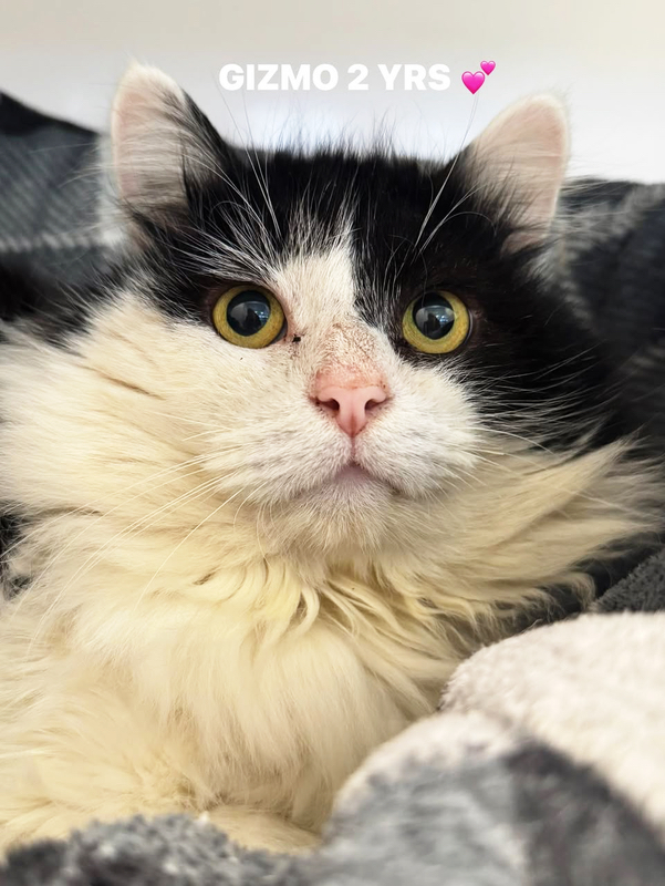 Gizmo the cat