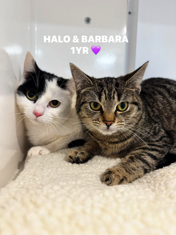 Halo & Barbara, two beautiful cats